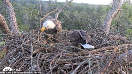 NE Florida Eagles Live Webcam - Sep 30, 2026, 7:44am EDT