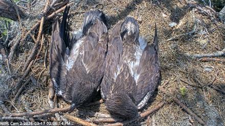 NE Florida Eagles Live Webcam - Mar 17, 2026, 2:06pm EDT