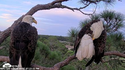 NE Florida Eagles Live Webcam - Sep 7, 2026, 7:23pm EDT