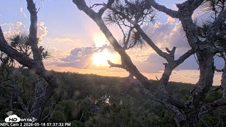 NE Florida Eagles Live Webcam - May 18, 2026, 7:38pm EDT