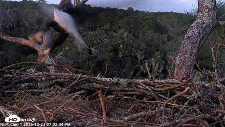 NE Florida Eagles Live Webcam - Oct 23, 2026, 7:03pm EDT