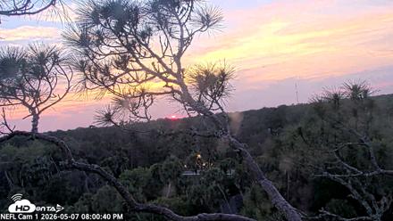 NE Florida Eagles Live Webcam - May 7, 2026, 8:01pm EDT