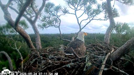 NE Florida Eagles Live Webcam - Sep 24, 2026, 7:13am EDT
