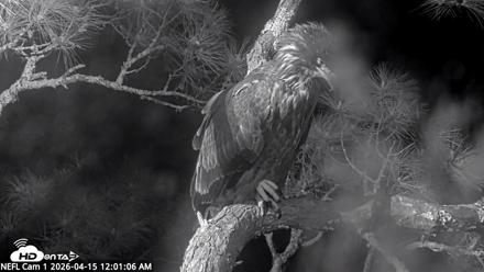 NE Florida Eagles Live Webcam - Apr 15, 2026, 12:02am EDT