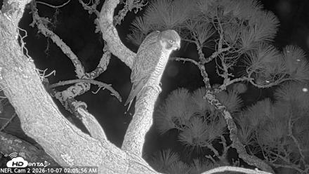 NE Florida Eagles Live Webcam - Oct 7, 2026, 2:06am EDT