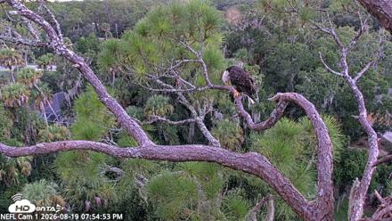NE Florida Eagles Live Webcam - Aug 19, 2026, 7:55pm EDT