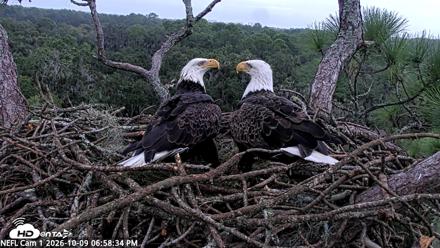 NE Florida Eagles Live Webcam - Oct 9, 2026, 6:59pm EDT