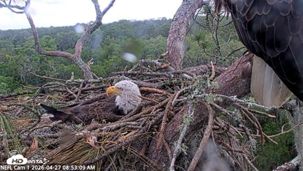 NE Florida Eagles Live Webcam - Apr 27, 2026, 8:54am EDT
