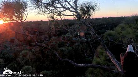 NE Florida Eagles Live Webcam - Oct 13, 2026, 6:53pm EDT