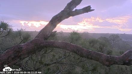 NE Florida Eagles Live Webcam - Jun 9, 2026, 6:23am EDT