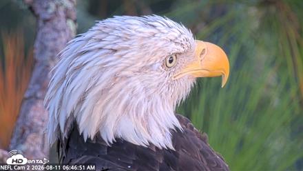 NE Florida Eagles Live Webcam - Aug 11, 2026, 6:47am EDT