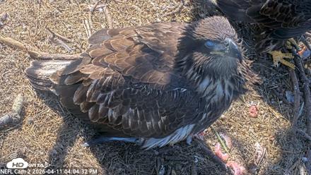 NE Florida Eagles Live Webcam - Apr 11, 2026, 4:05pm EDT
