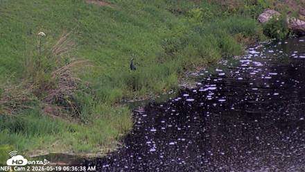 NE Florida Eagles Live Webcam - May 19, 2026, 6:37am EDT