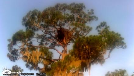NE Florida Eagles Live Webcam - Jun 15, 2026, 7:53am EDT