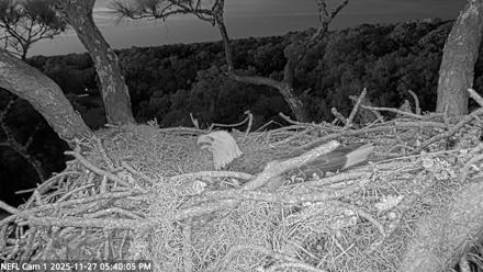 NE Florida Eagles Live Webcam - Nov 27, 2025, 5:41pm EST