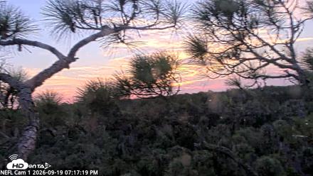 NE Florida Eagles Live Webcam - Sep 19, 2026, 7:18pm EDT
