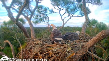 NE Florida Eagles Live Webcam - Sep 21, 2026, 6:48pm EDT