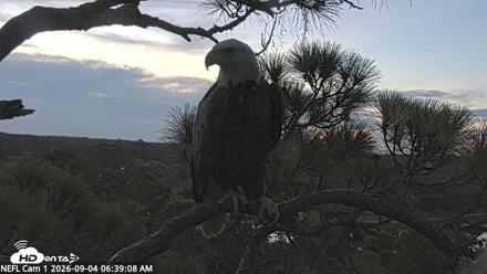 NE Florida Eagles Live Webcam - Sep 4, 2026, 6:39am EDT