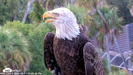 NE Florida Eagles Live Webcam - Aug 17, 2026, 7:46pm EDT