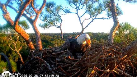 NE Florida Eagles Live Webcam - Sep 28, 2026, 7:54am EDT