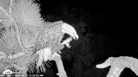 NE Florida Eagles Live Webcam - Aug 16, 2026, 12:34am EDT