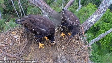 NE Florida Eagles Live Webcam - Mar 29, 2026, 4:59pm EDT