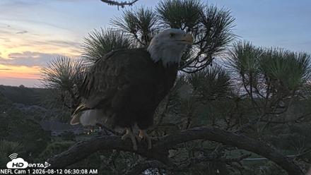 NE Florida Eagles Live Webcam - Aug 12, 2026, 6:31am EDT