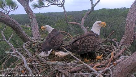 NE Florida Eagles Live Webcam - Oct 6, 2025, 7:10pm EDT
