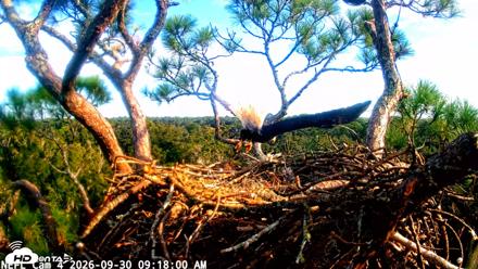 NE Florida Eagles Live Webcam - Sep 30, 2026, 9:18am EDT