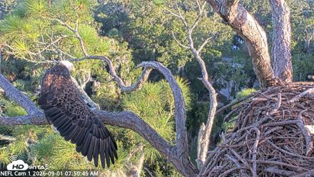 NE Florida Eagles Live Webcam - Sep 1, 2026, 7:51am EDT