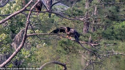 NE Florida Eagles Live Webcam - Apr 6, 2026, 9:09am EDT