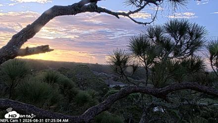 NE Florida Eagles Live Webcam - Aug 31, 2026, 7:25am EDT