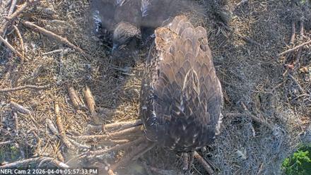 NE Florida Eagles Live Webcam - Apr 1, 2026, 5:58pm EDT