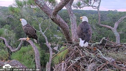 NE Florida Eagles Live Webcam - Sep 21, 2026, 7:31am EDT