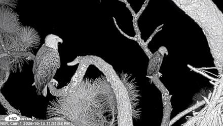 NE Florida Eagles Live Webcam - Oct 13, 2026, 11:53pm EDT