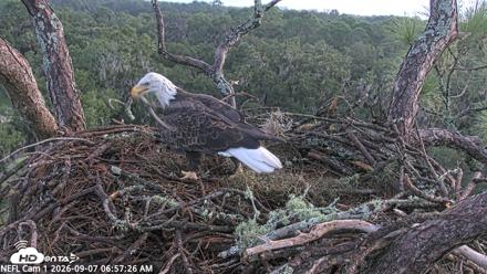 NE Florida Eagles Live Webcam - Sep 7, 2026, 6:58am EDT