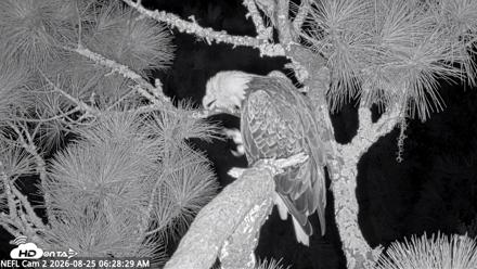 NE Florida Eagles Live Webcam - Aug 25, 2026, 6:29am EDT