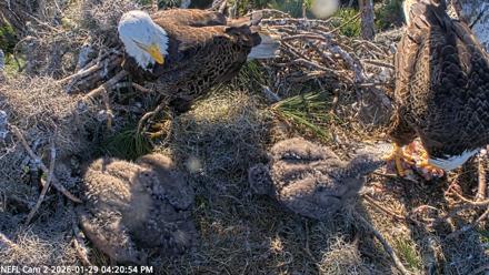 NE Florida Eagles Live Webcam - Jan 29, 2026, 4:21pm EST