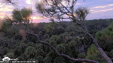 NE Florida Eagles Live Webcam - Sep 20, 2026, 7:20pm EDT