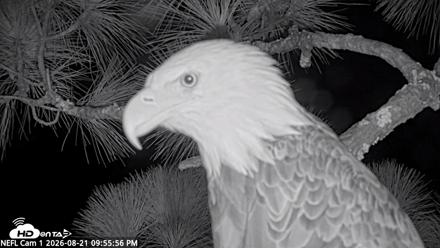 NE Florida Eagles Live Webcam - Aug 21, 2026, 9:56pm EDT