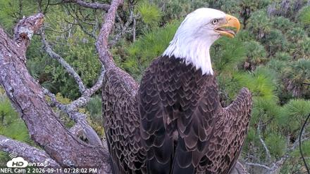 NE Florida Eagles Live Webcam - Sep 11, 2026, 7:28pm EDT