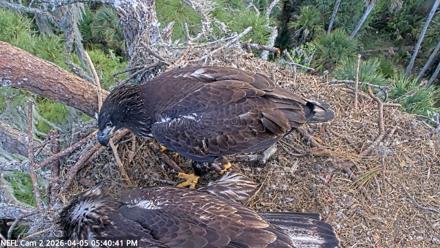NE Florida Eagles Live Webcam - Apr 5, 2026, 5:41pm EDT
