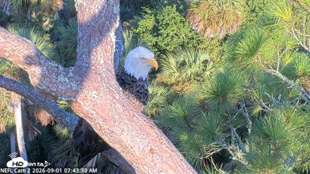 NE Florida Eagles Live Webcam - Sep 1, 2026, 7:44am EDT