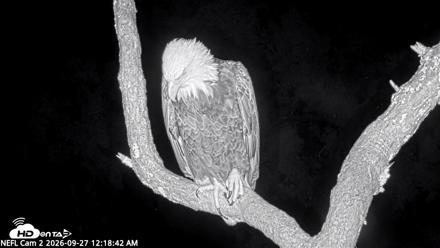 NE Florida Eagles Live Webcam - Sep 27, 2026, 12:19am EDT