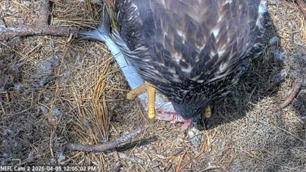 NE Florida Eagles Live Webcam - Apr 5, 2026, 12:05pm EDT