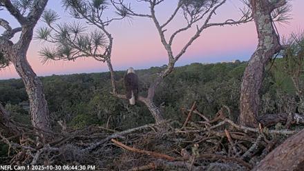 NE Florida Eagles Live Webcam - Oct 30, 2025, 6:45pm EDT