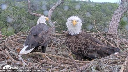 NE Florida Eagles Live Webcam - Sep 24, 2026, 3:49pm EDT