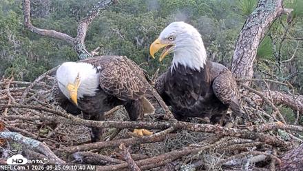 NE Florida Eagles Live Webcam - Sep 25, 2026, 9:11am EDT