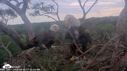 NE Florida Eagles Live Webcam - Apr 20, 2026, 7:33am EDT