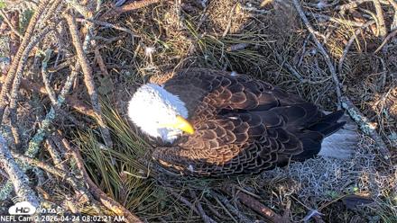 NE Florida Eagles Live Webcam - Apr 24, 2026, 8:03am EDT